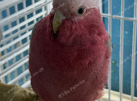 Baby galah cockatoo