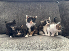 Beautiful kittens
