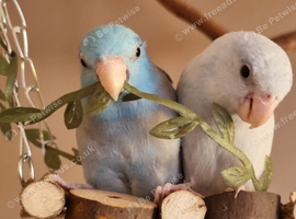 2 Male Parrotlets