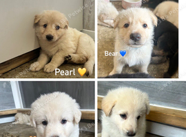 4 German Shepherd Puppies Left. Straight Backed.