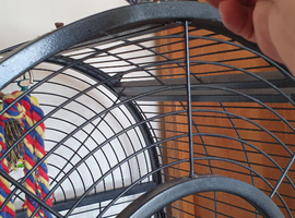 African Gray,  female for sale, she says a few words calls, &  Whistles