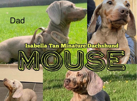 Beautiful kc registered miniature dachshunds