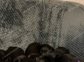 6 scottiah terrier puppies
