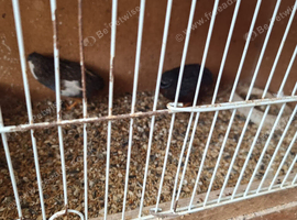 2 male Chinese painted quail.