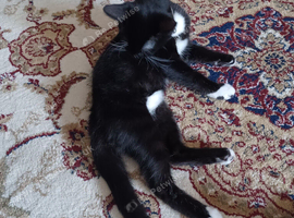 Playfully and loving kittens looking for their forever homes