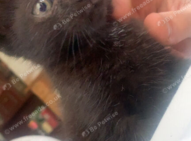3 beautiful black kittens