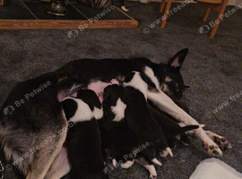 Outstanding Working Border Collie Puppies