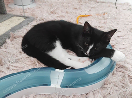 Kitten for sale