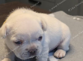 Cream French Bulldog puppies