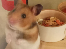 Female Syrian Hamster