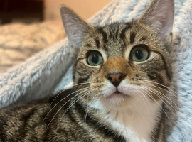 Tabby cat