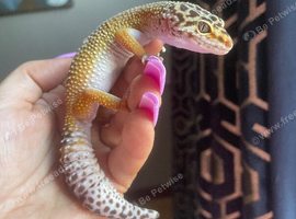 Leopard gecko with Viv