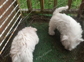 WEST HIGHLAND TERRIER PUPS REGISTERED