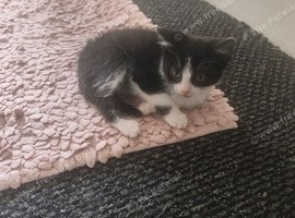 Black/white kitten