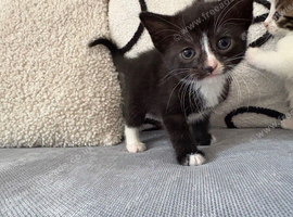 2 kittens