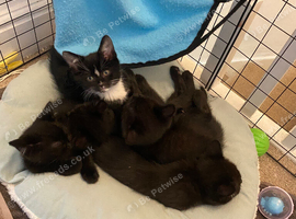Cute kittens needing homes