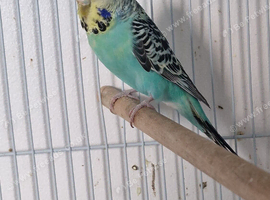 Stunning colours budgies