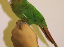 Rose-Crowned Conures & Pearly Conure for Sale
