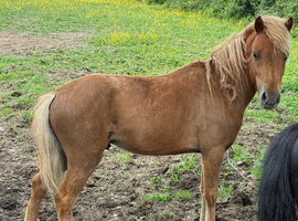 3 year old geldin