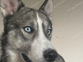 Husky Puppy - Re home 8 months