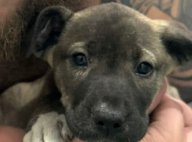 8 week old puppy