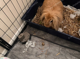 Rabbit for sale