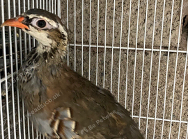 Red legged partridge