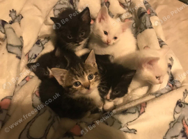 6 kittens