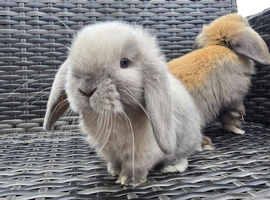 Beautiful Mini Lop Bunnies