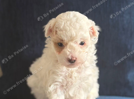 Second Generation Maltipoo puppies