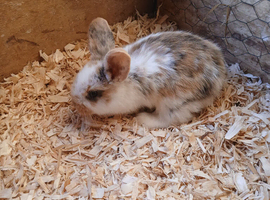 6 baby bunnies mini lop