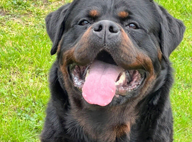 Top pedigree kc reg Rottweiler for top bloodline show parents