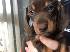 Miniature Dachshunds