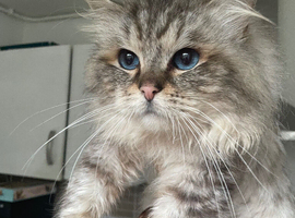 Gccf Ragdoll stud