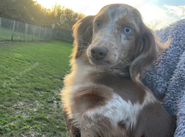 Harlequin rehoming