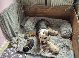 Pocket bullys