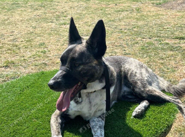 Shadow his 5years old please read description