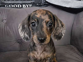 Miniature dapple dachshunds