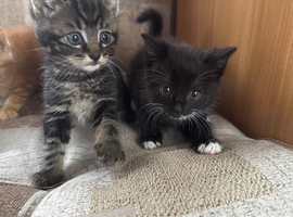 Kittens
