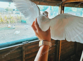 Indian Fantail Pigeon