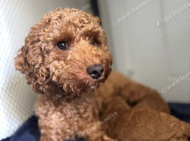 Tiny toy poodle puppies