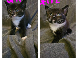Female kittens