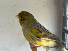 Canary