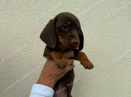 BEAUTIFUL MINITURE DACHSHUND BABIES