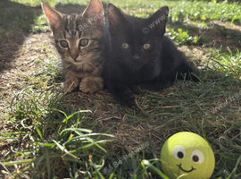 Kittens looking for a home