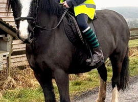 11 yo Chunky type cob gelding