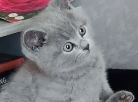 BEAUTIFUL LITTLE RUSSIAN BLUE KITTENS 9 WEEKS OLD