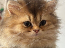 British Longhair and Shorthair Kittens