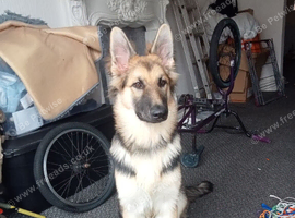 10 month old