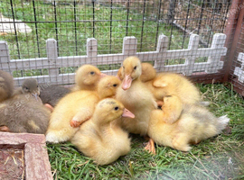 Various Indian runner ducklings available